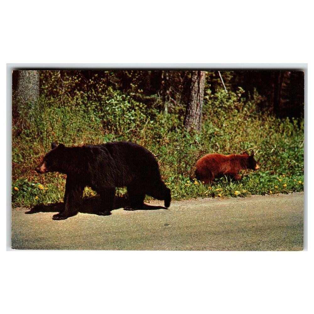 Vintage 1959 Mother Black Bear Brown Cub Roadside London VT Postcard